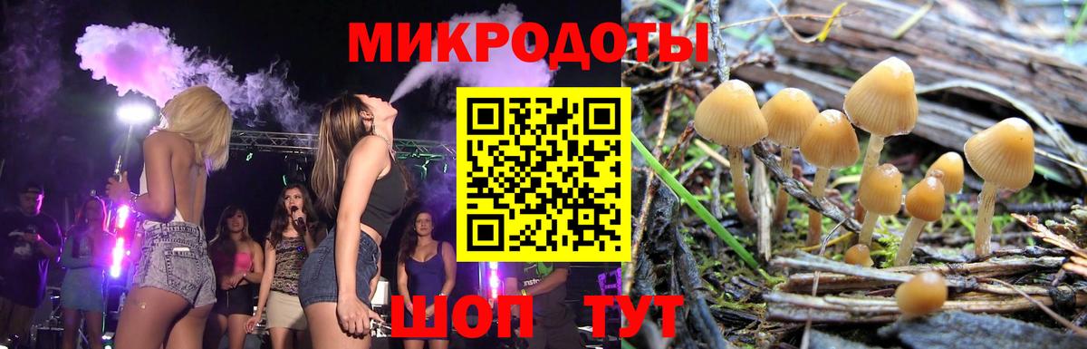 Галлюциногенные грибы Psilocybe Моздок